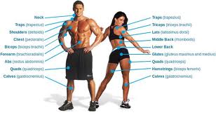 Pregled mišića na telu muškarca i žene